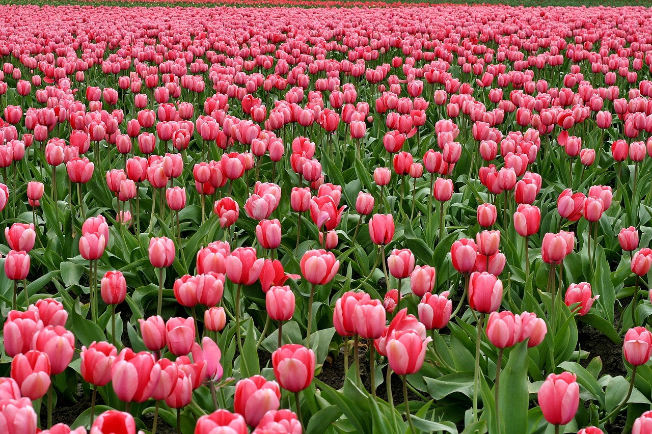 Hoa Tulip Những Bông Lĩnh Vực - Ảnh miễn phí trên Pixabay