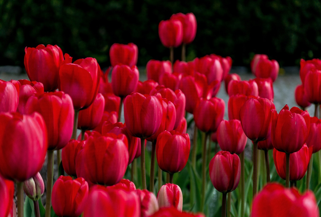 10+ Tulipán & ảnh Hoa miễn phí - Pixabay