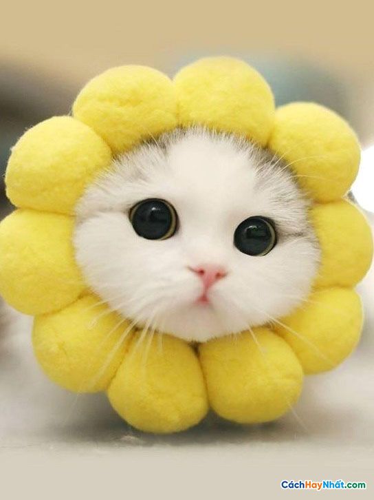 40 Ảnh Mèo Cute Nhất - Avatar Mèo Đáng Yêu