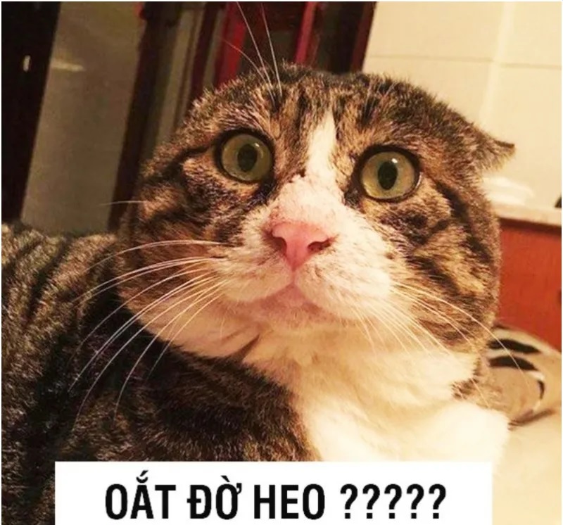 Tổng hợp một số công cụ chế meme và 15 ảnh chế meme mới nhất ...