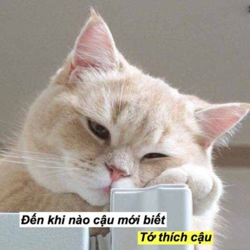 Những bức ảnh meme mèo cười đểu hài hước nhất