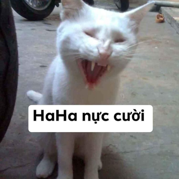 Tổng hợp 99+ meme mèo cười siêu GIẢI TRÍ, HỀ HƯỚC