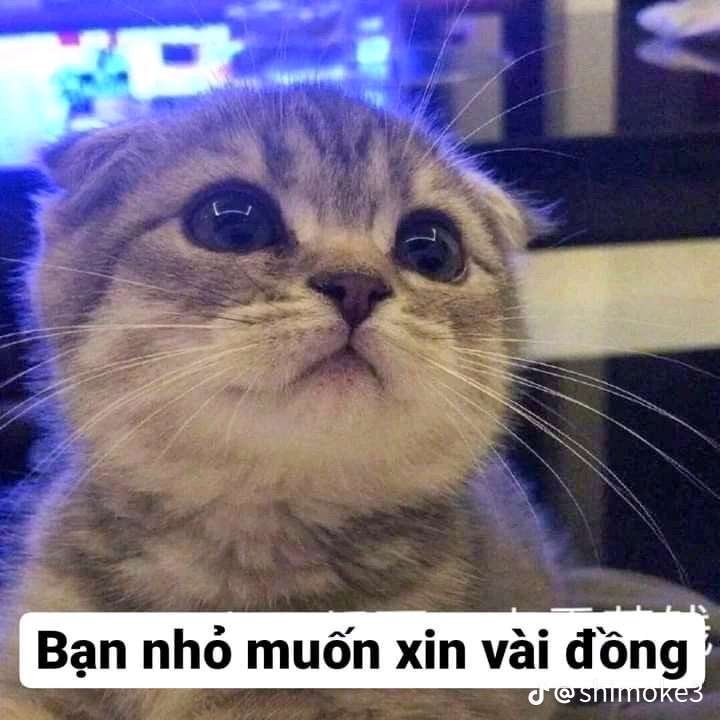 Meme xin tiền