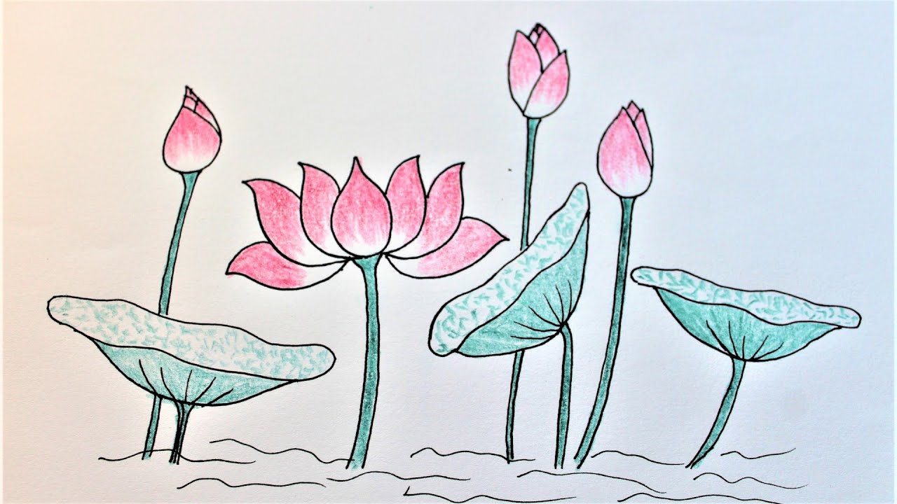 How to draw lotus (mẫu 1)| Cách vẽ hoa sen đẹp trang trí báo tường 20-11 | Flower drawing tutorial